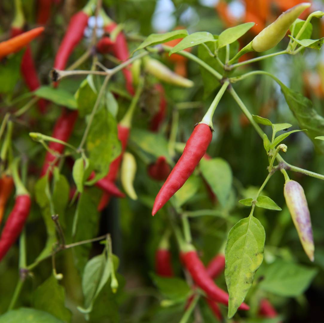 Chilipeppar Basket of Fire F1