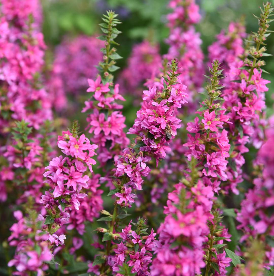 Fackelblomster Robert