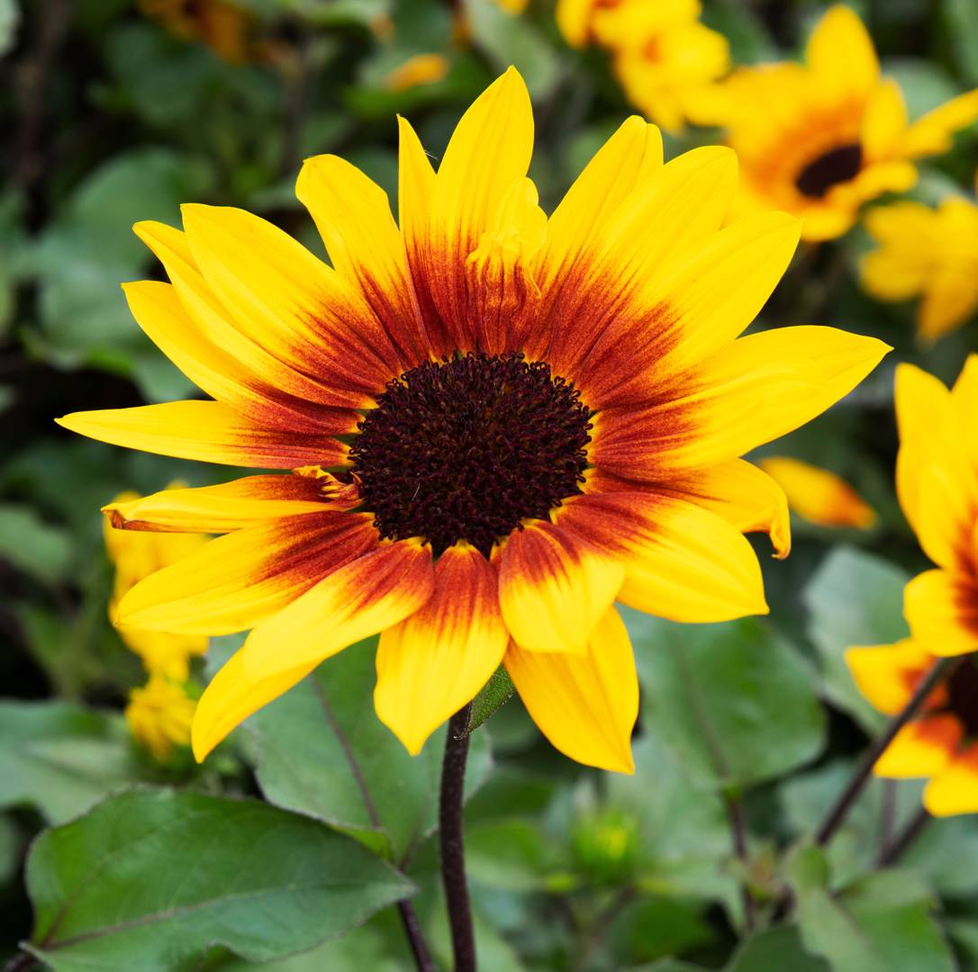Oh!Garden - Solros Brown Eyed Girl