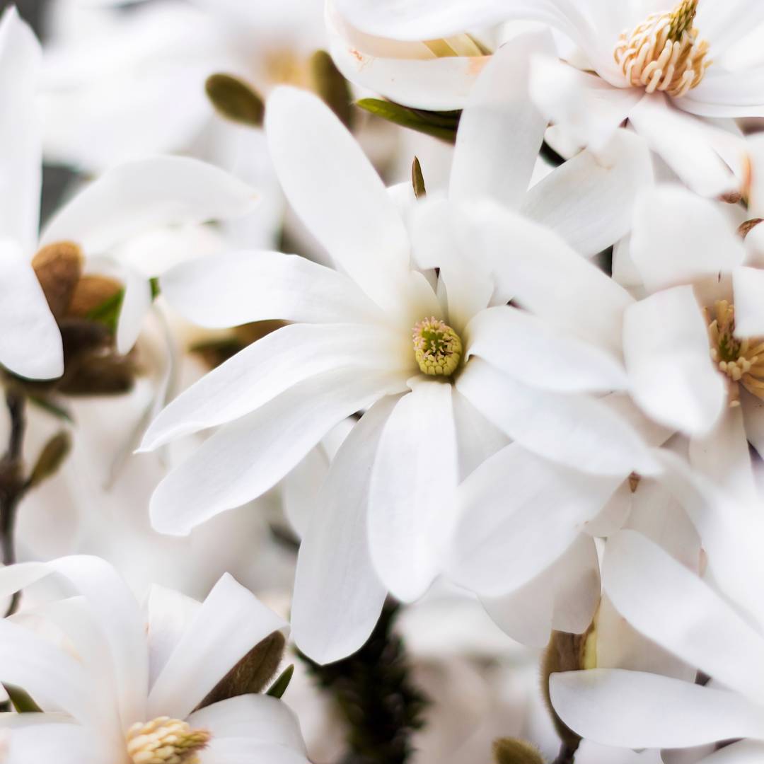 Stjärnmagnolia Royal Star