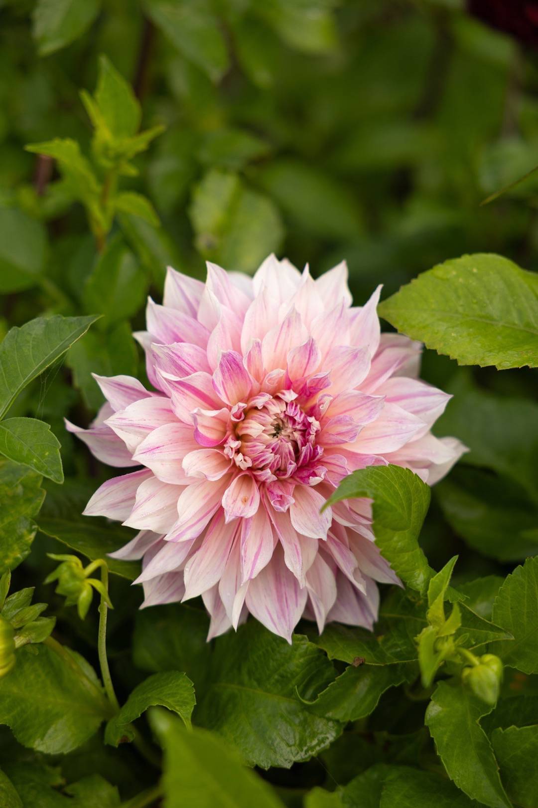 Dahlia Café Au Lait Twist