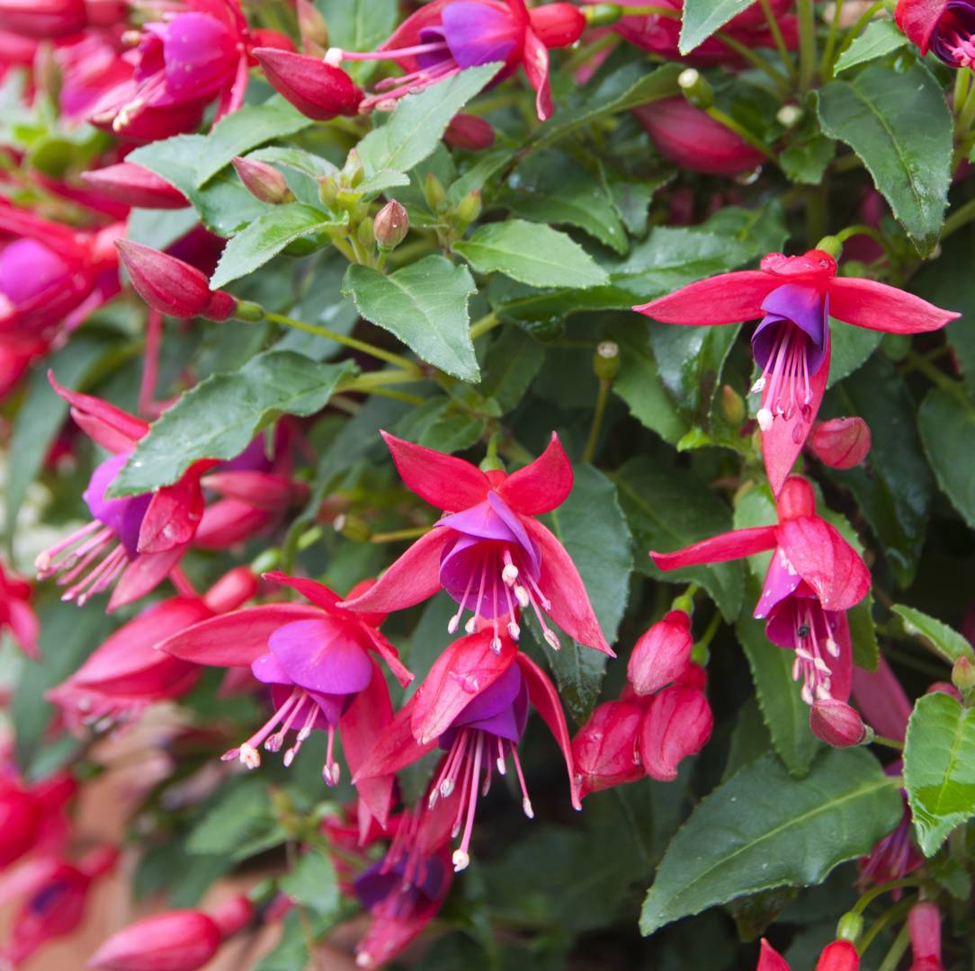 Fuchsia Beacon