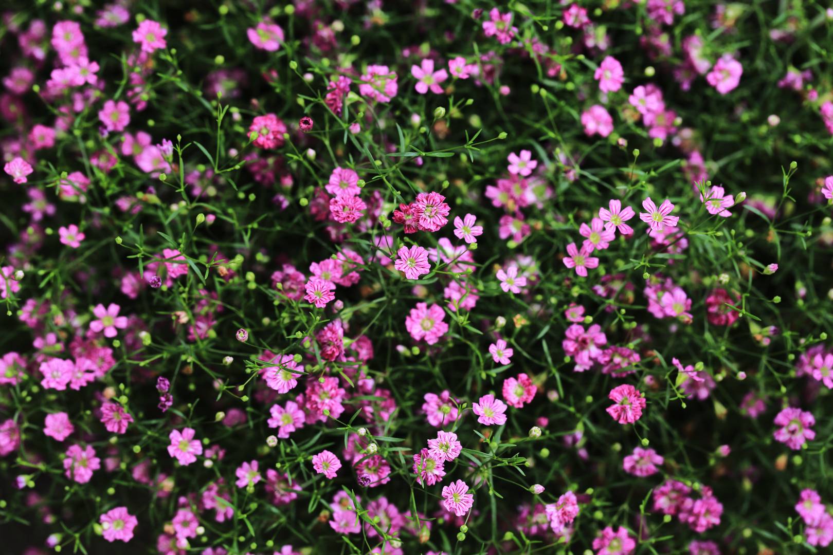 Grusnejlika Gypsy Deep Rose
