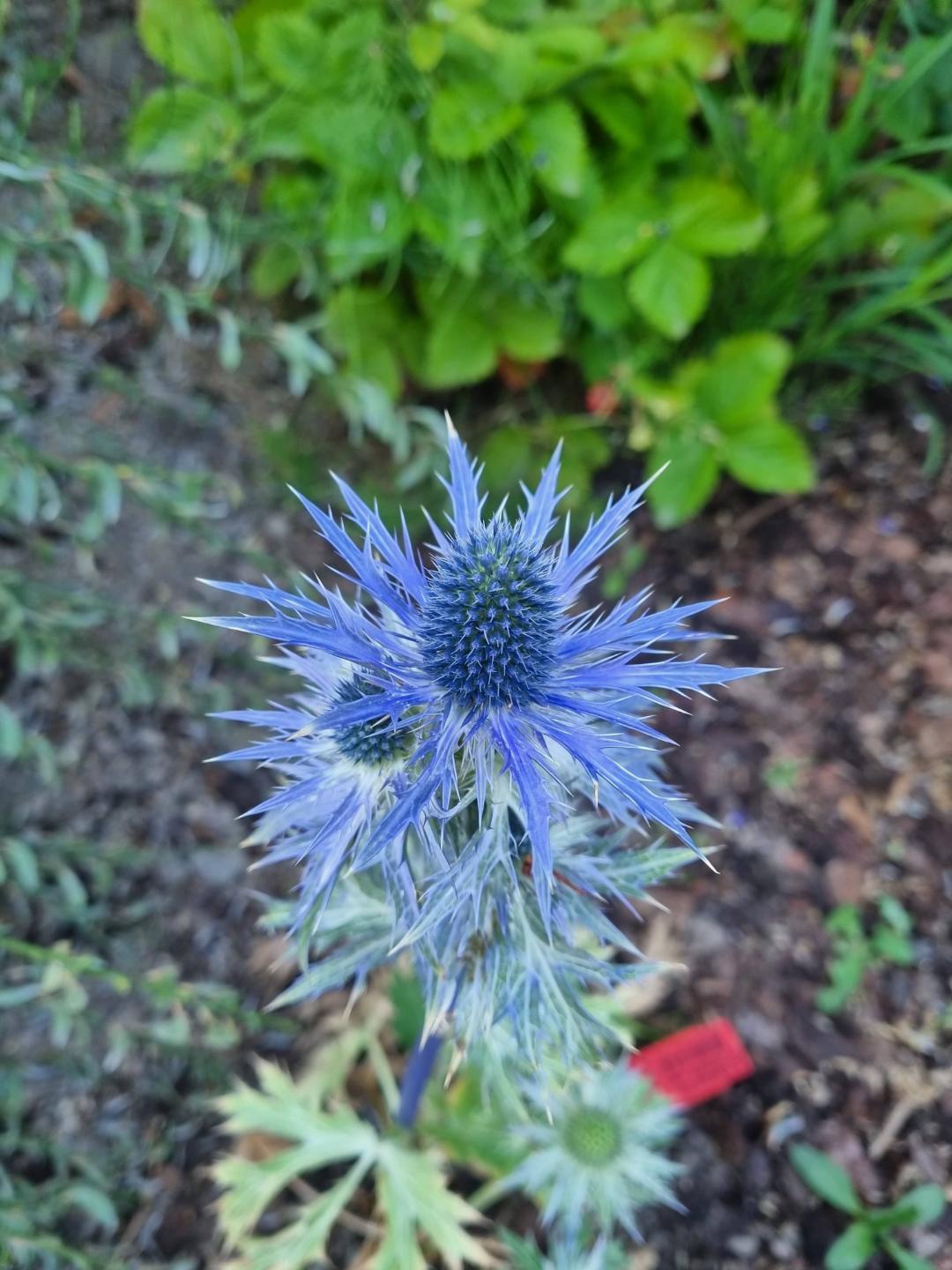 Annanasa