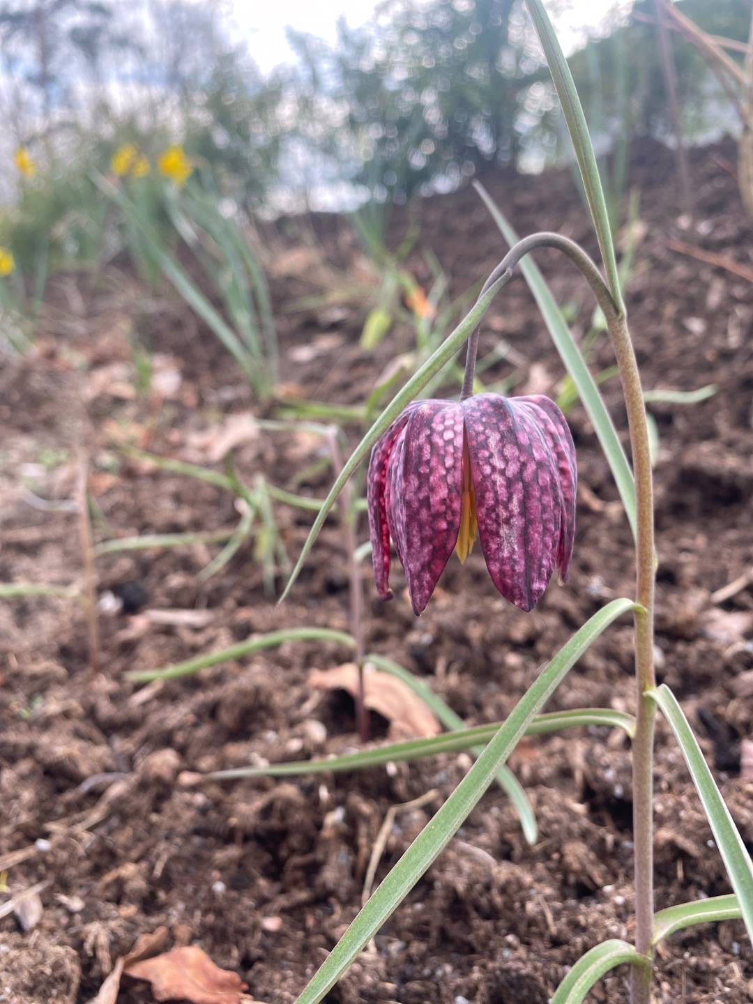 Lundgrensgrönatäppa