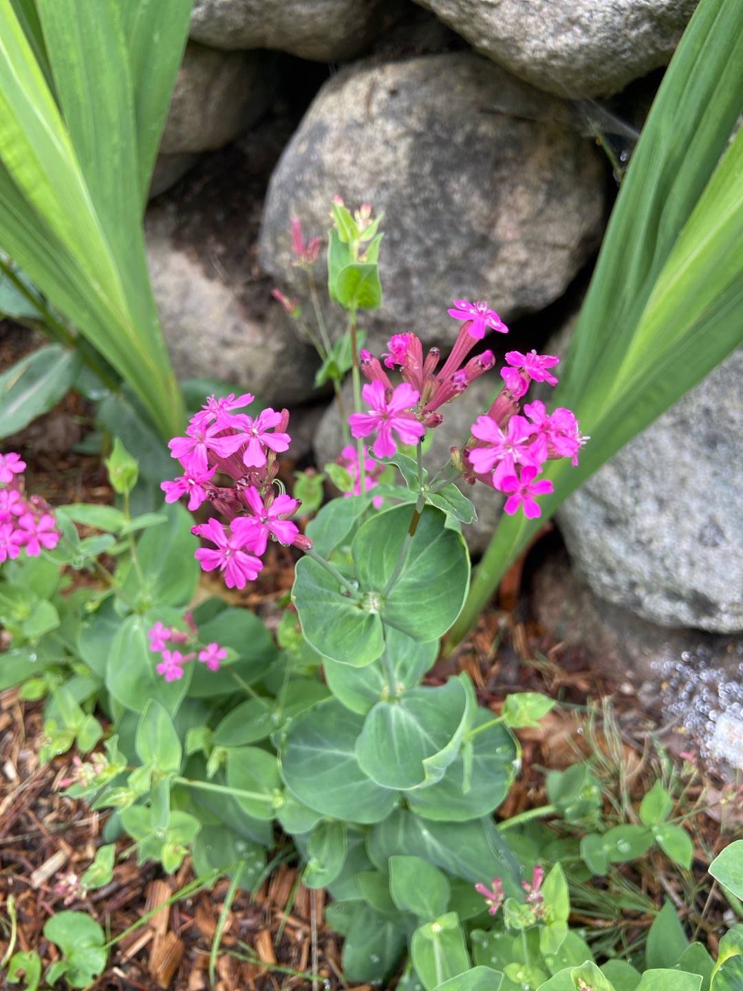 Rosenglim Knäredsblomman