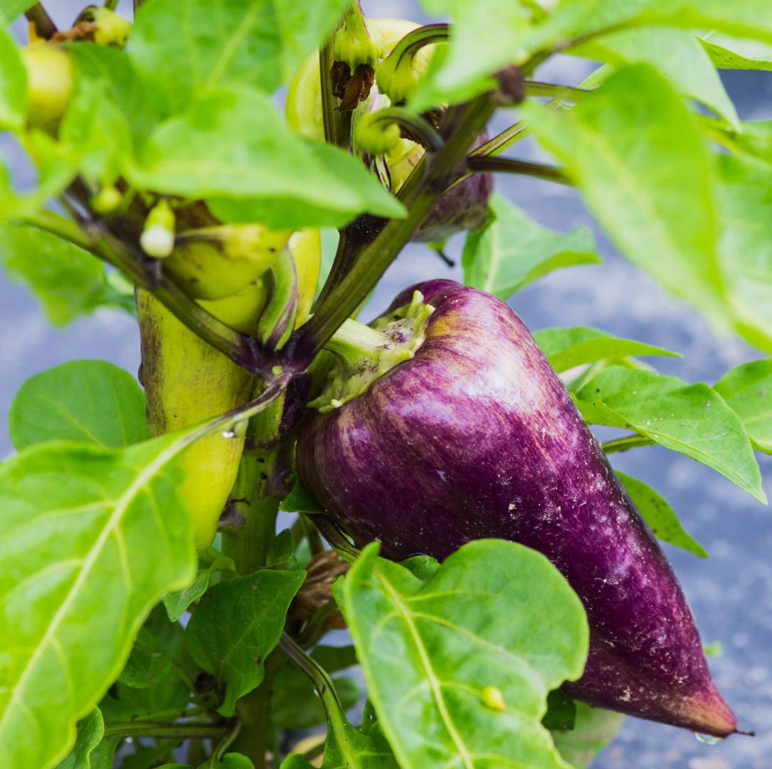 Paprika Violet Sparkle