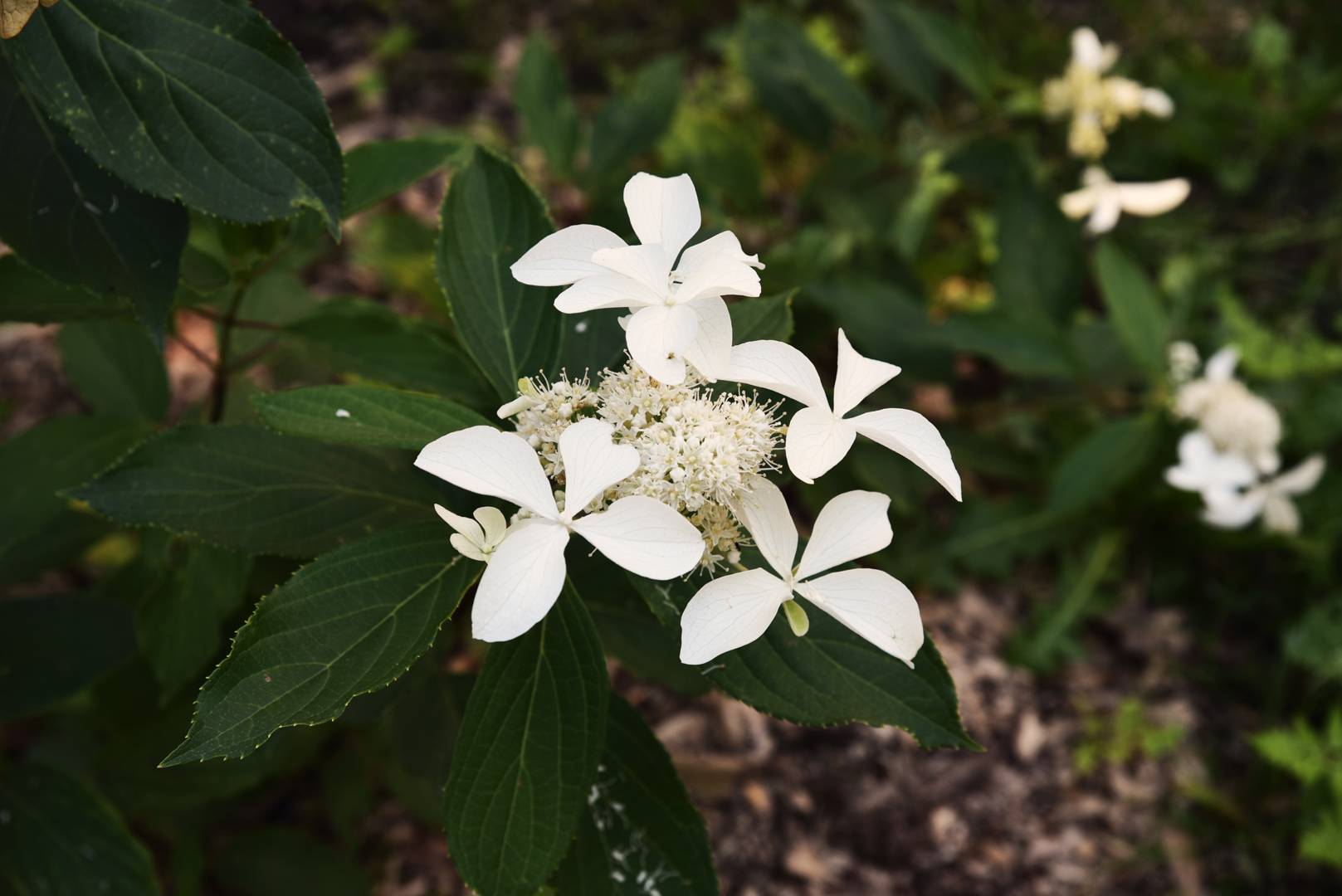 Syrenhortensia Great Star