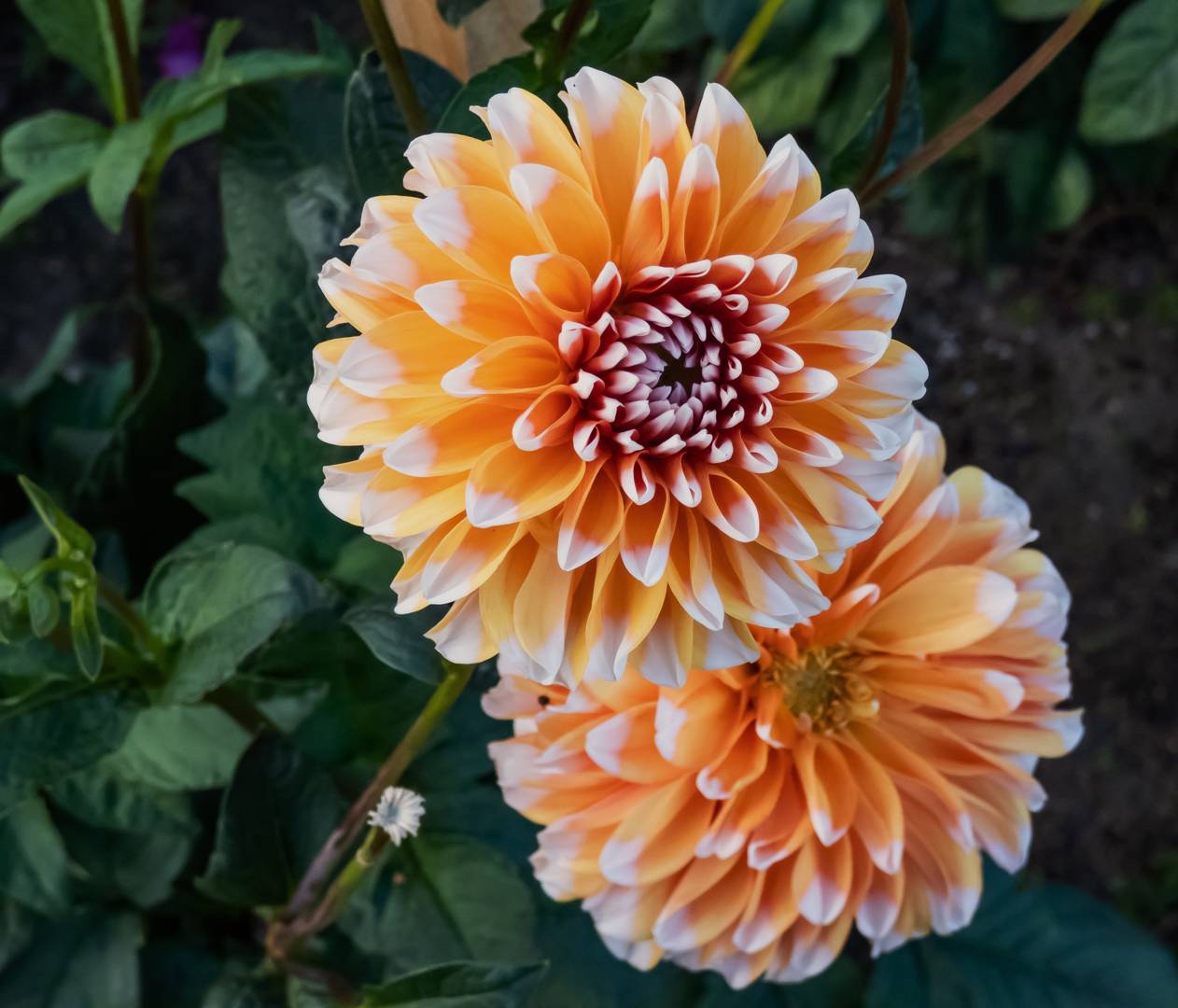 Dahlia Bahama Apricot