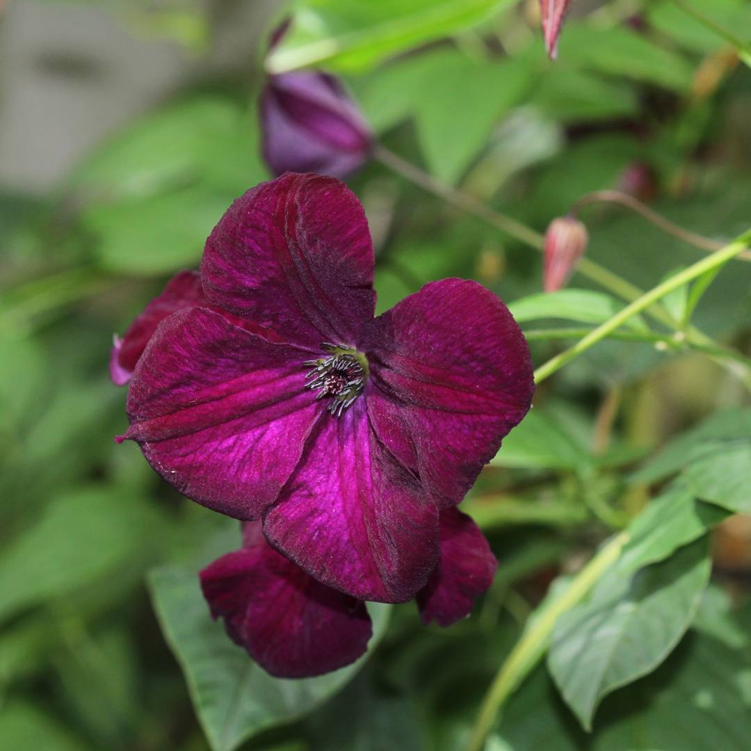 Klematis Royal Velours