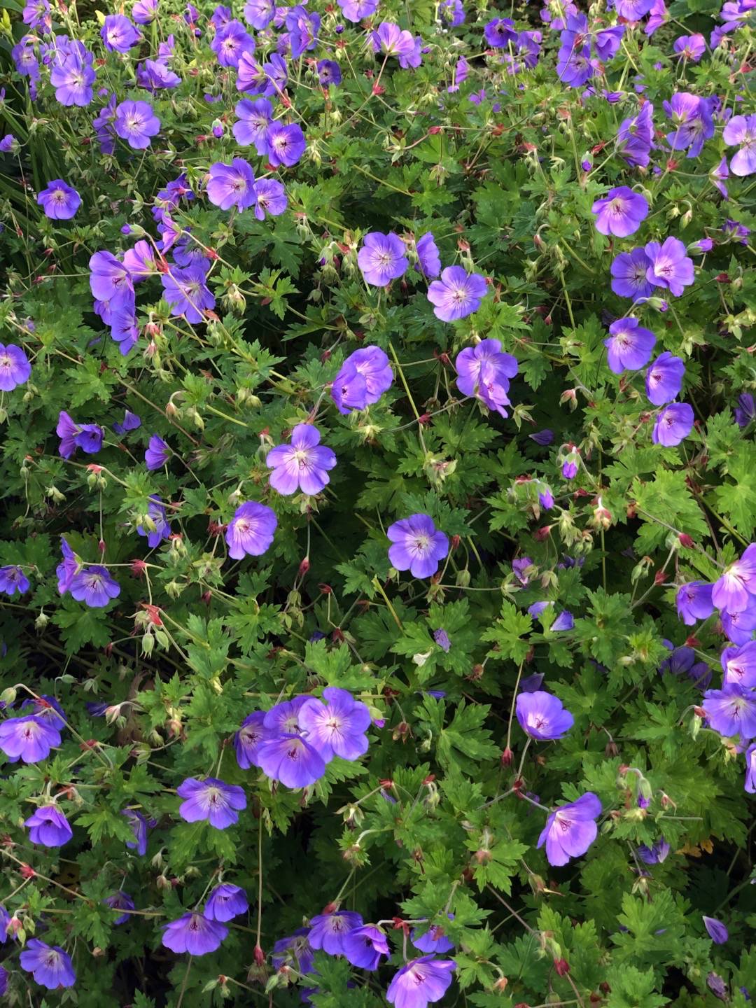 Rensättra trädgård