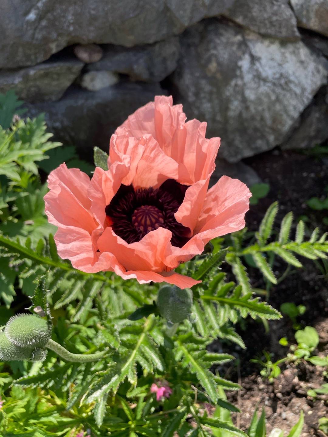 Hanna Liman Jacobsson