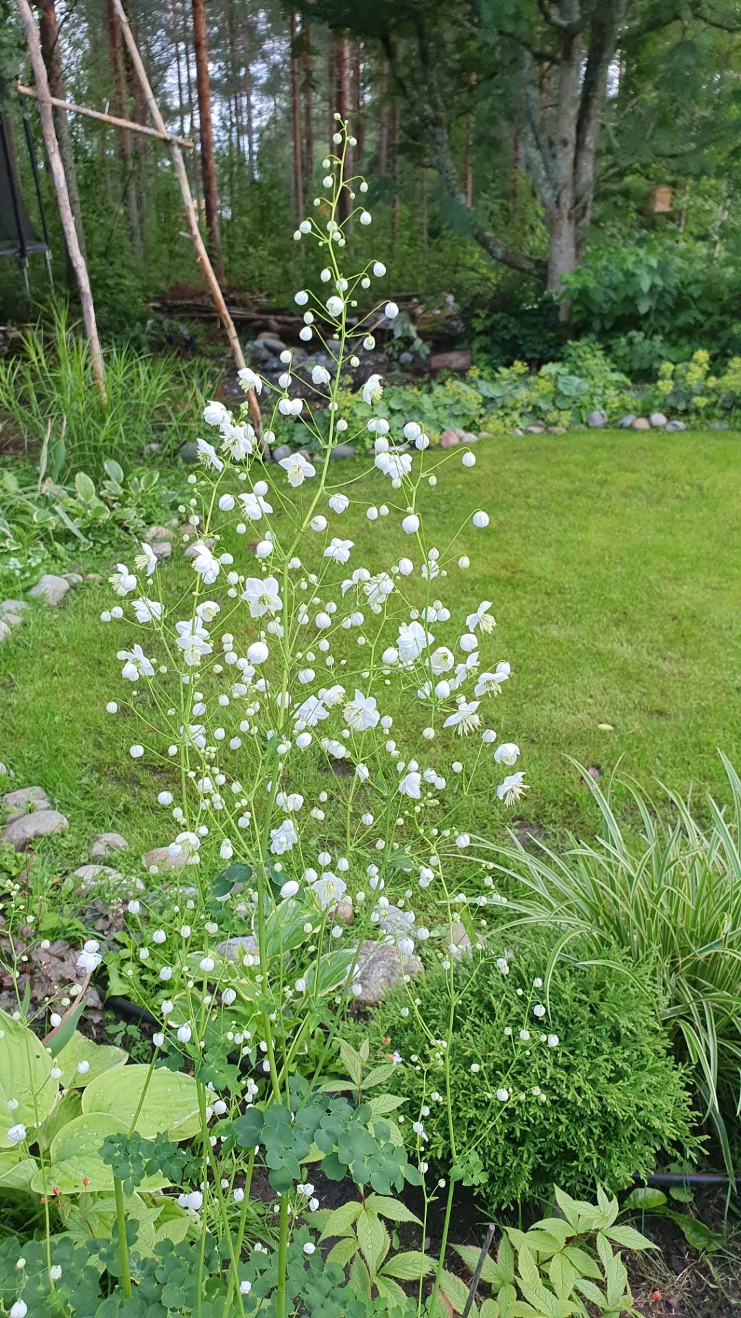 Linns