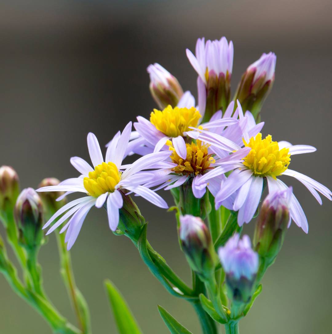 Oh!Garden - Strandaster
