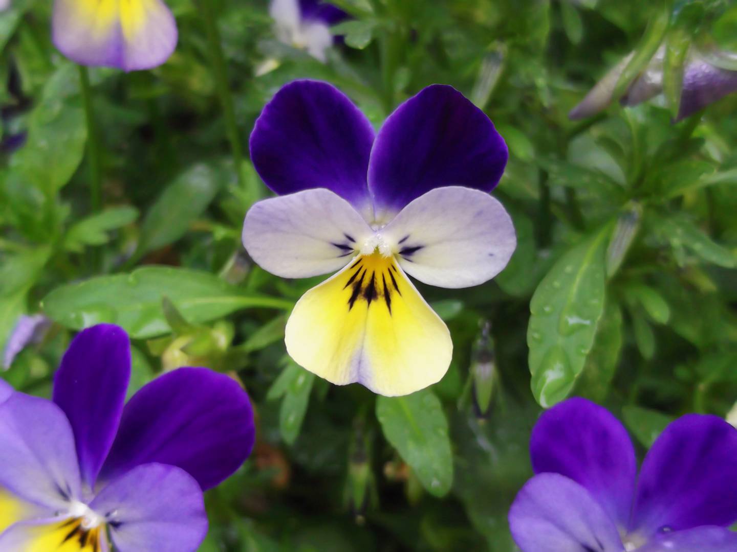 Styvmorsviol 