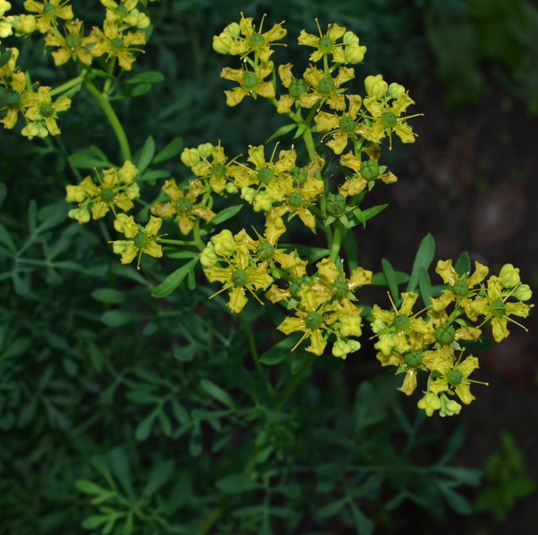 Vinruta 