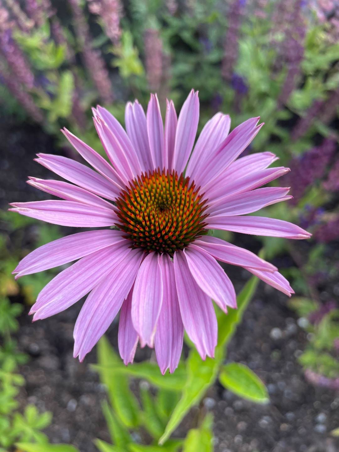 Hanna Liman Jacobsson