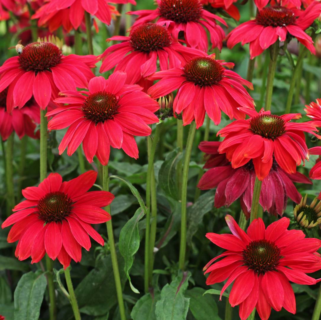 Oh!Garden - Solhatt Sombrero Salsa Red