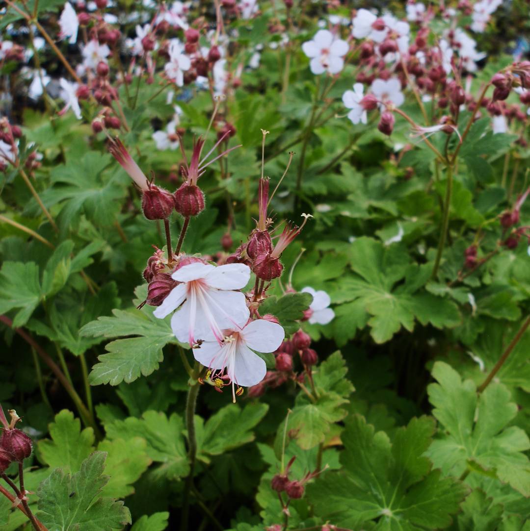 Flocknäva Ingwersen's Variety
