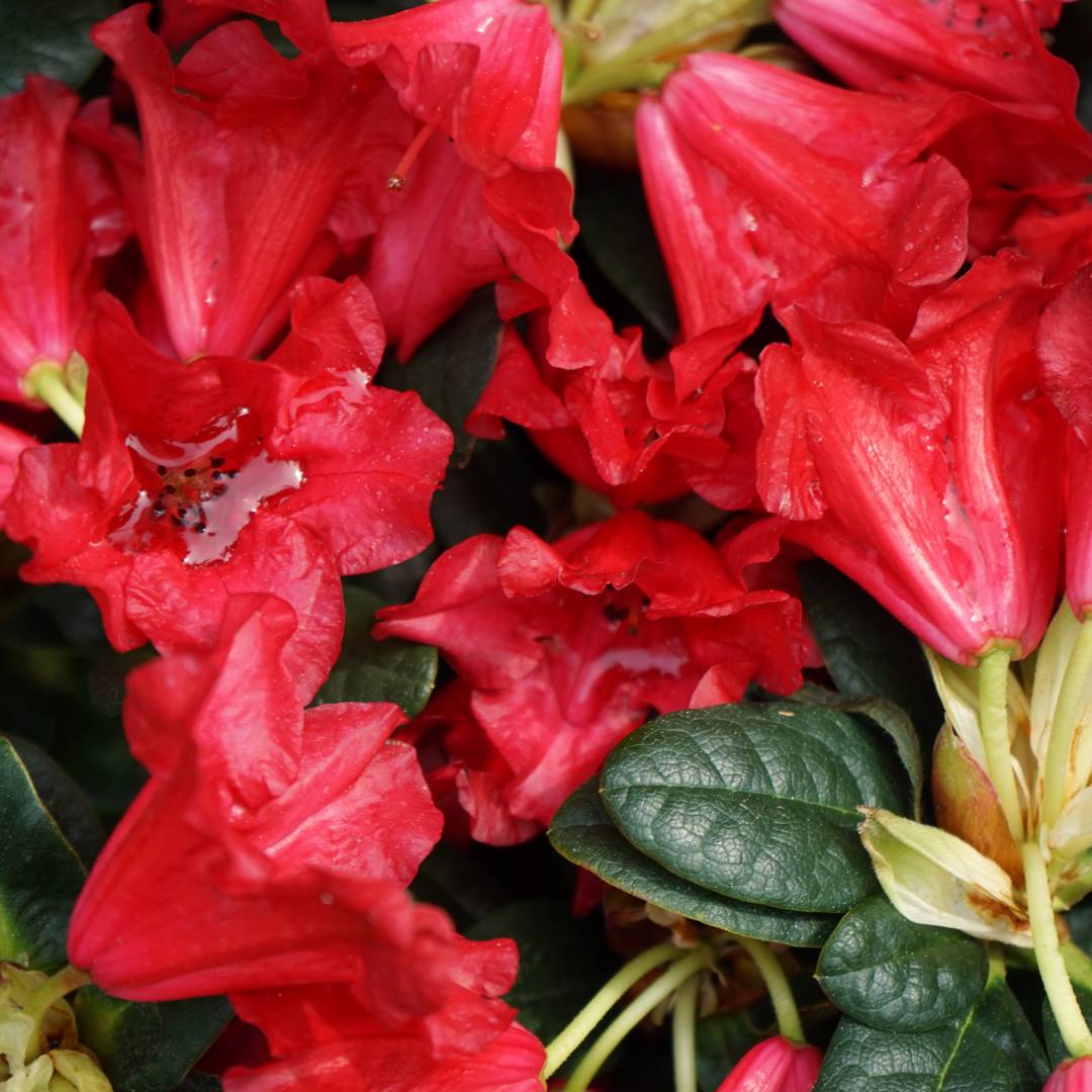 Rhododendron Scarlet Wonder