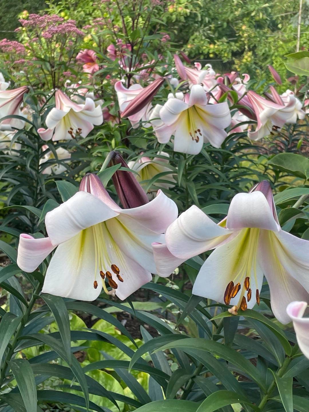 Trumpetlilja Eastern Moon