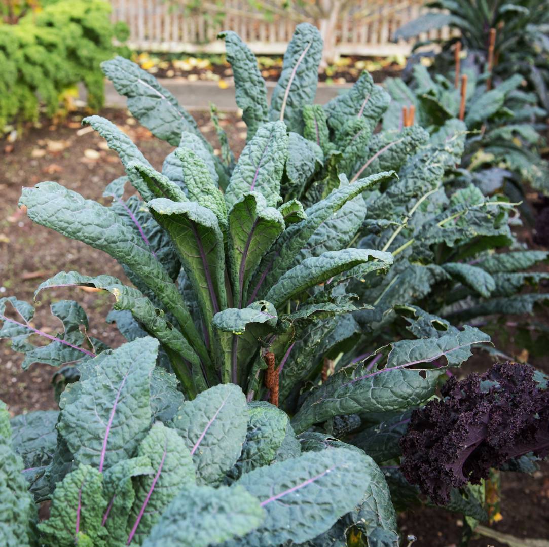 Svartkål Dazzling Blue