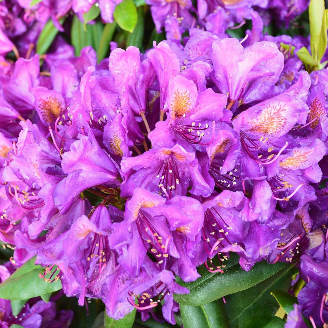 Rhododendron Marcel Menard