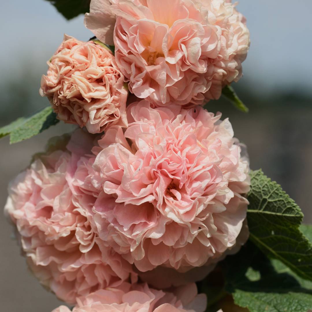 Stockros Chater's Double Apricot