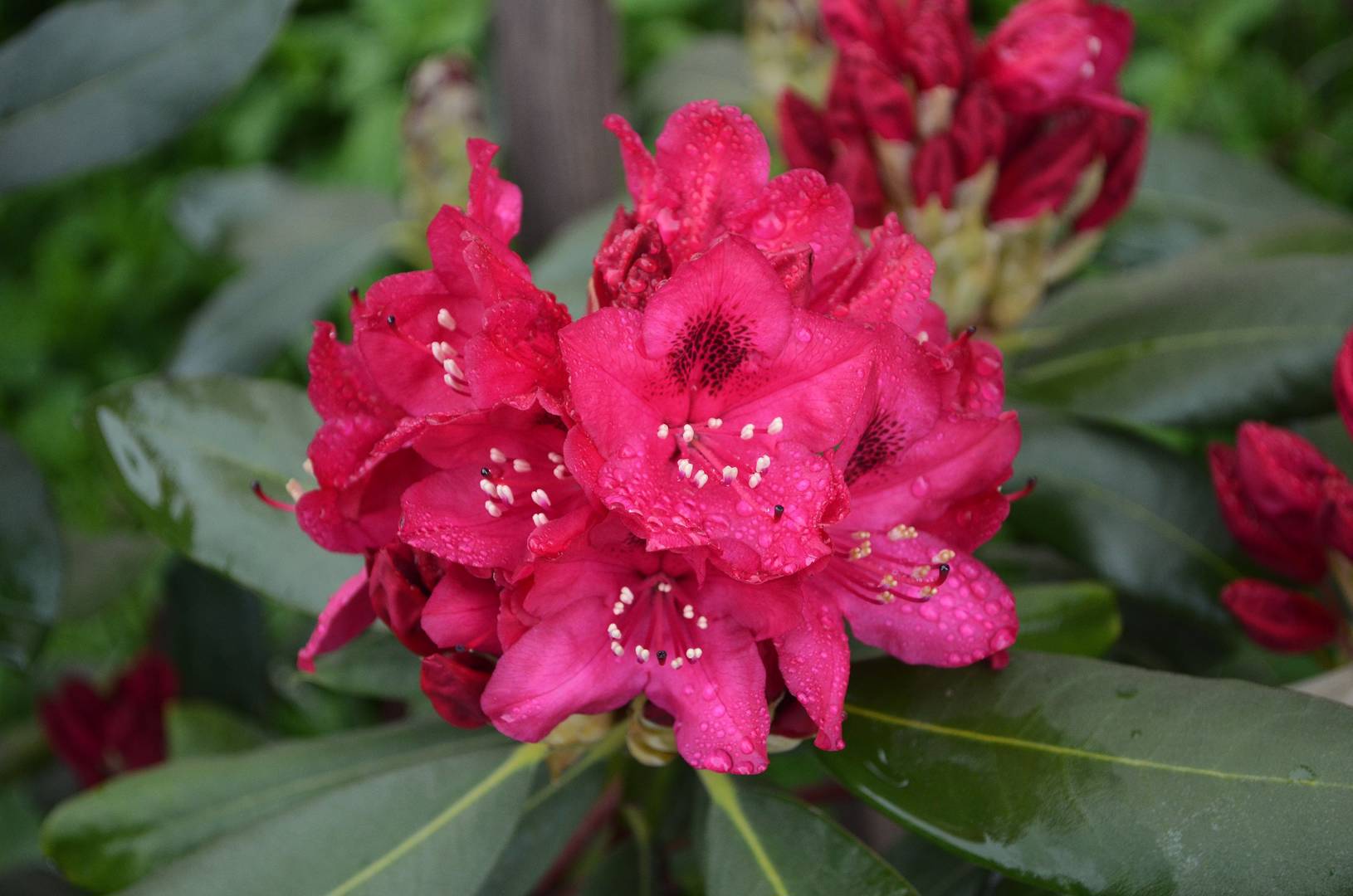 Parkrododendron Nova Zembla
