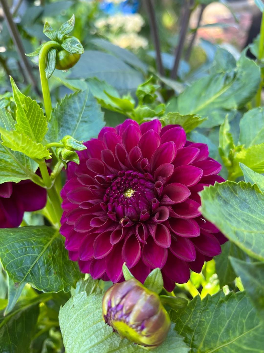 Dahlia Marston George