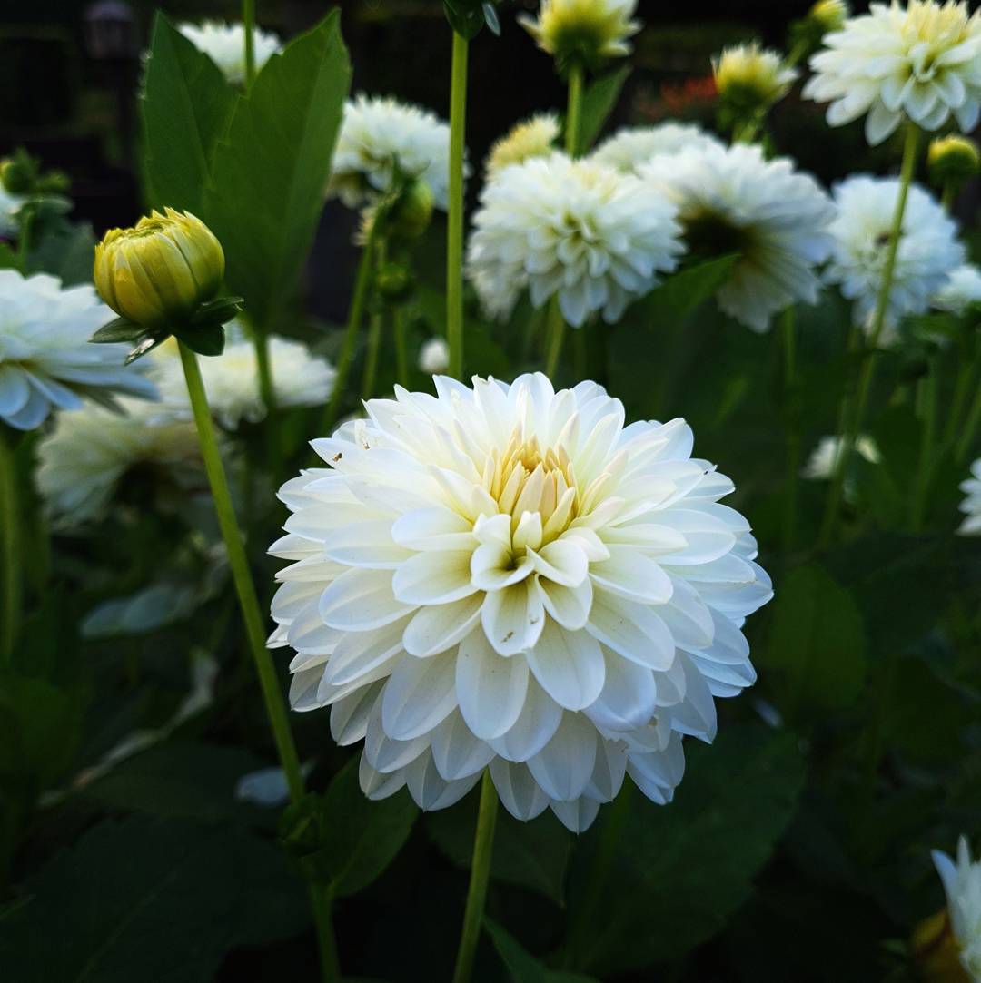 Dahlia Snow Cap