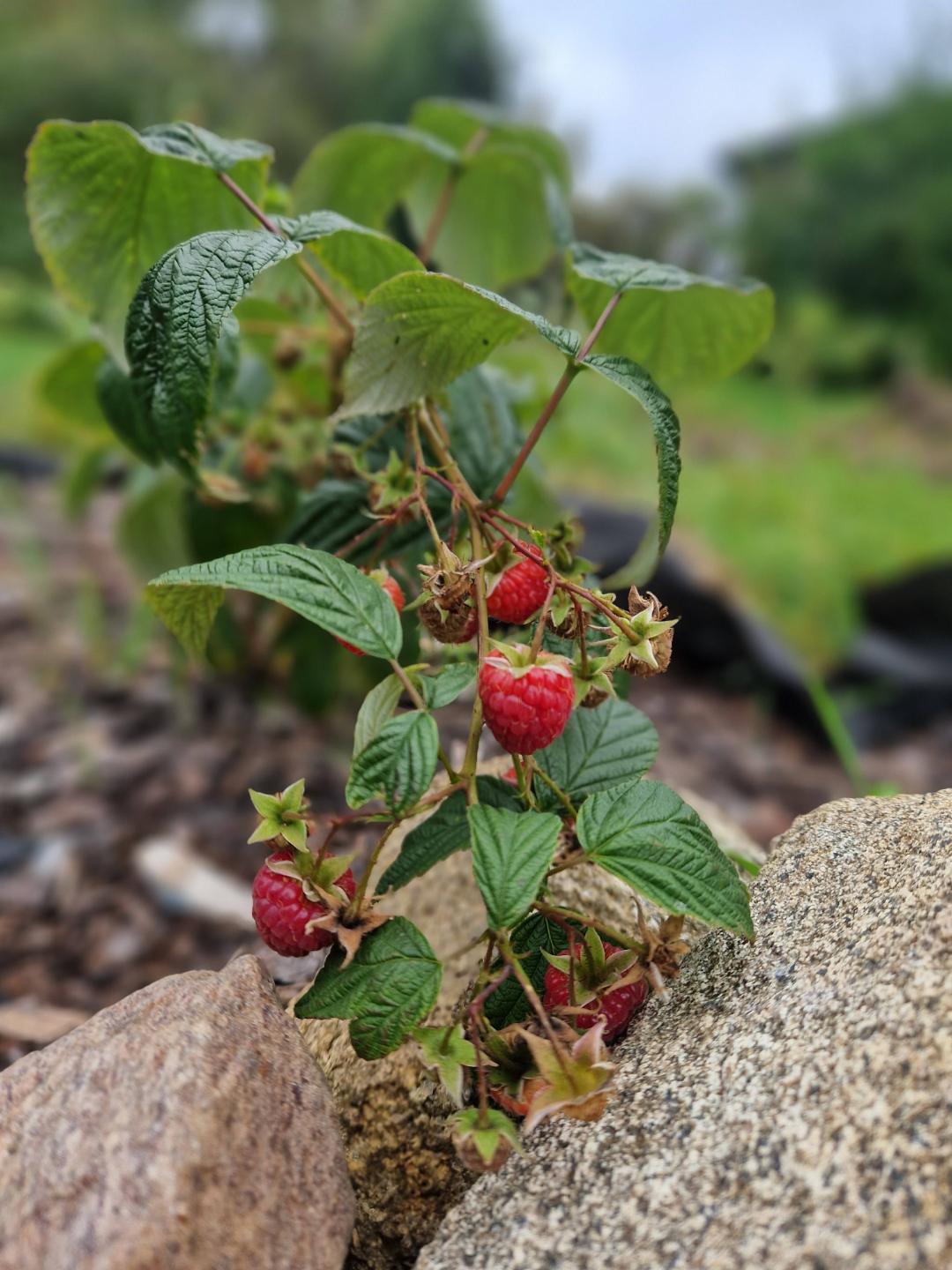Hösthallon Little Sweet Sister