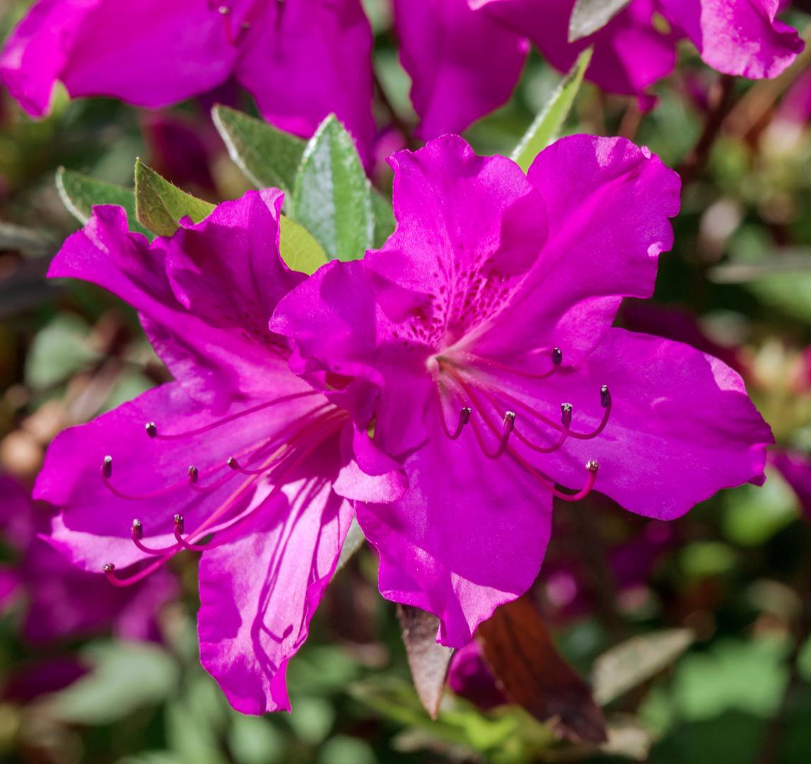 Oh!Garden - Japansk Azalea Blaue Donau