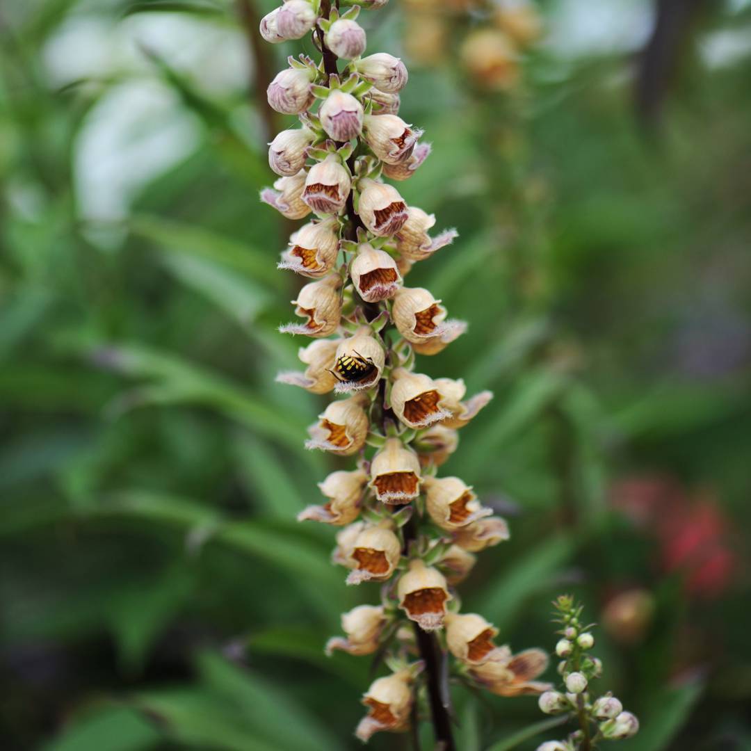 Brun Fingerborgsblomma Gigantea Gelber Herold