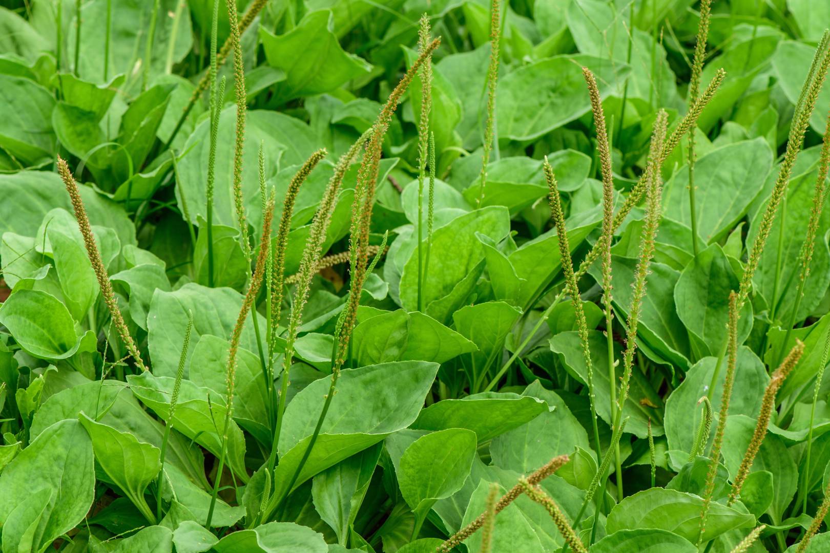 Groblad 