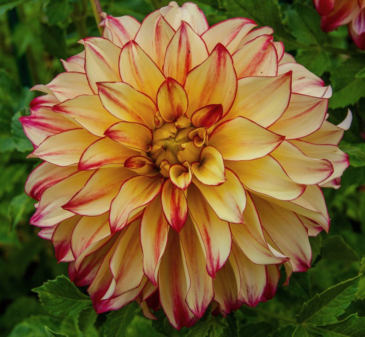 Dahlia Lady Darlene
