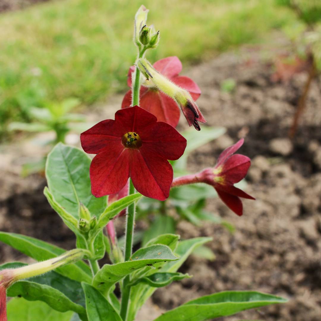 oh-garden-blomstertobak-baby-bella