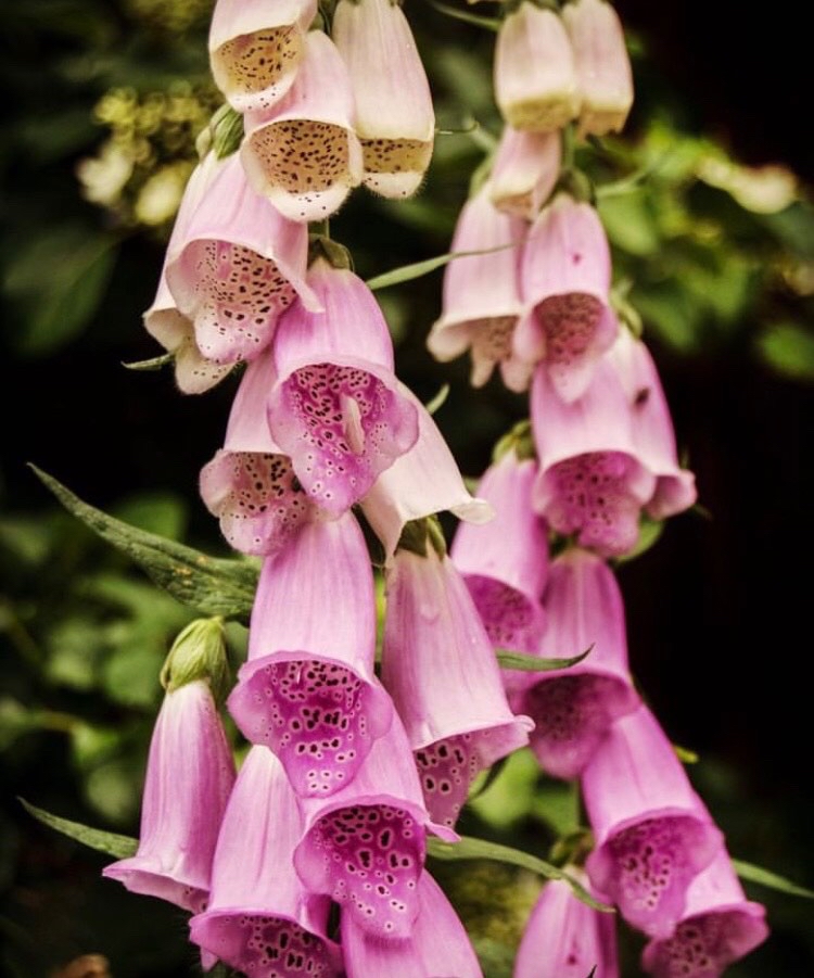 Där knoppar brister