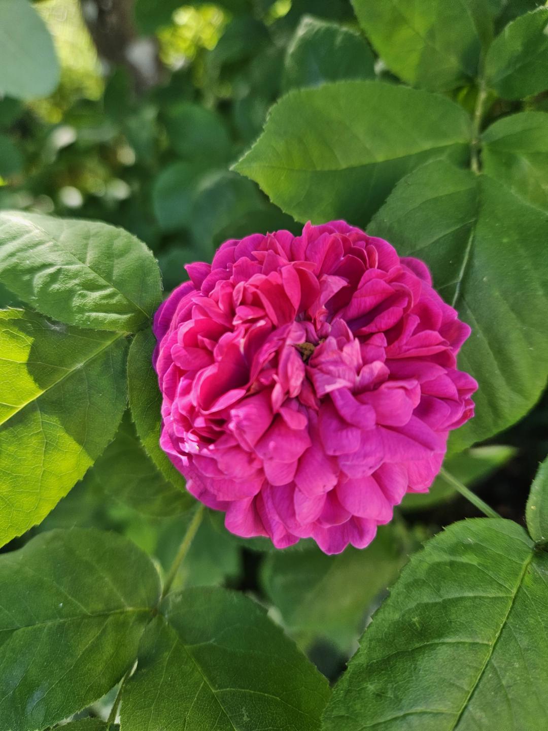 Ros Rose de Rescht