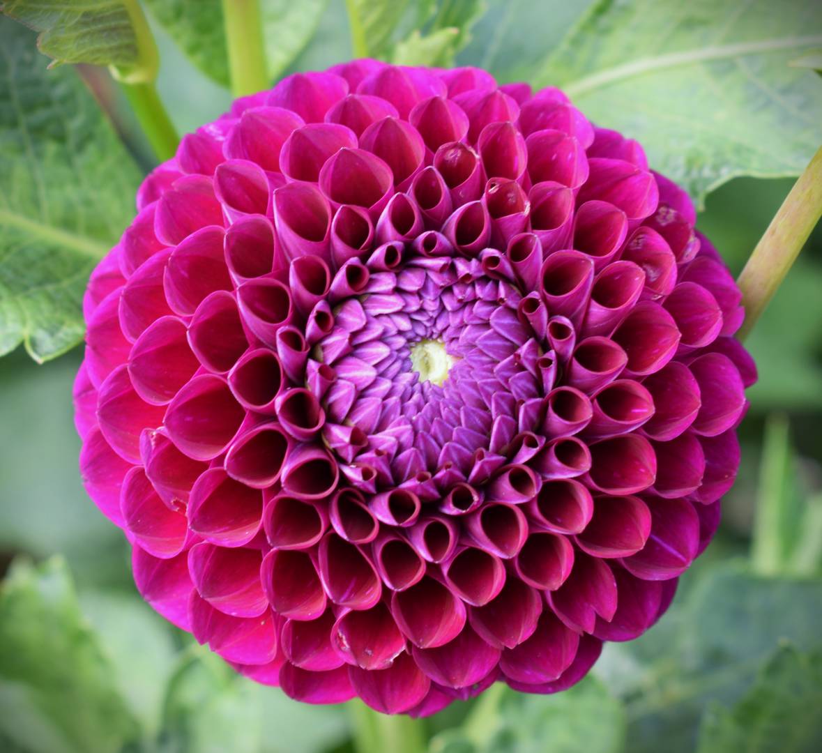 Dahlia Downham Royal