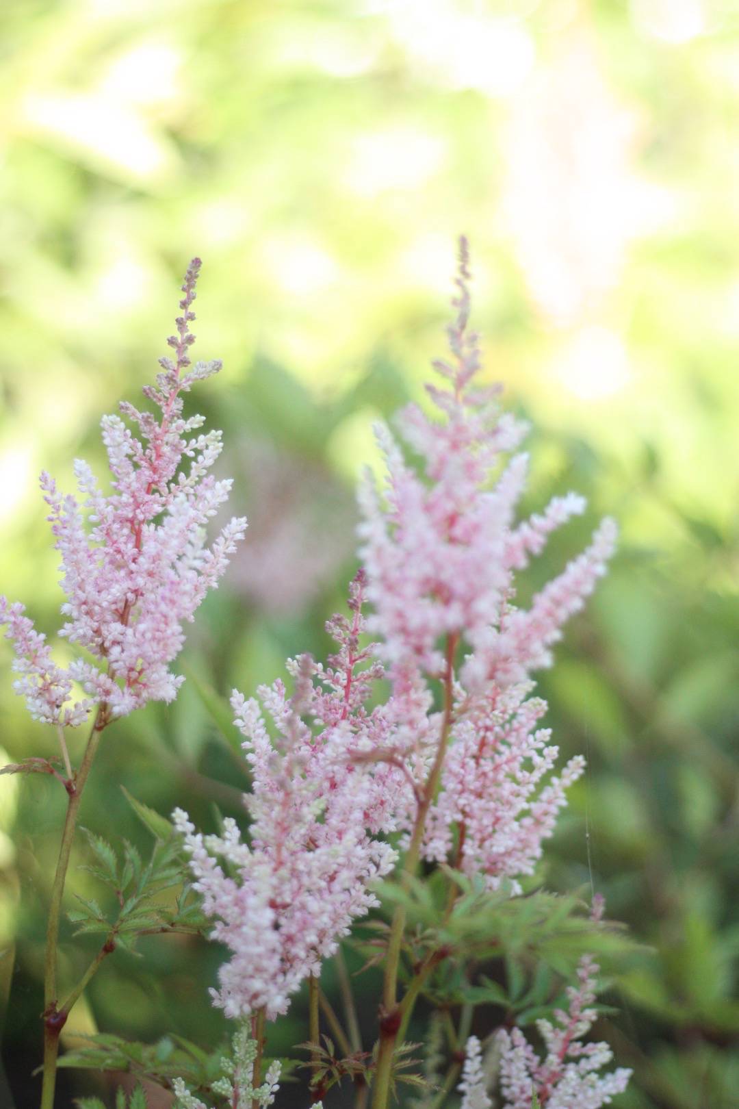 Astilbe Erika