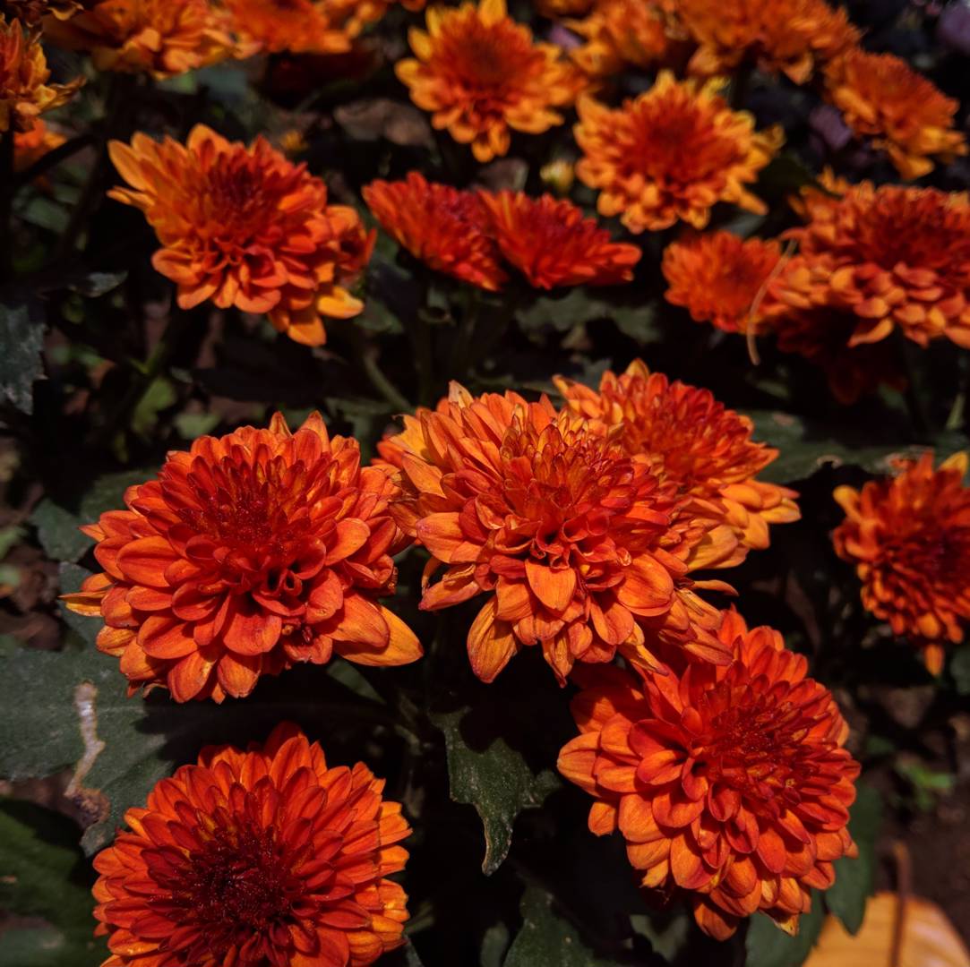 Krysantemum 