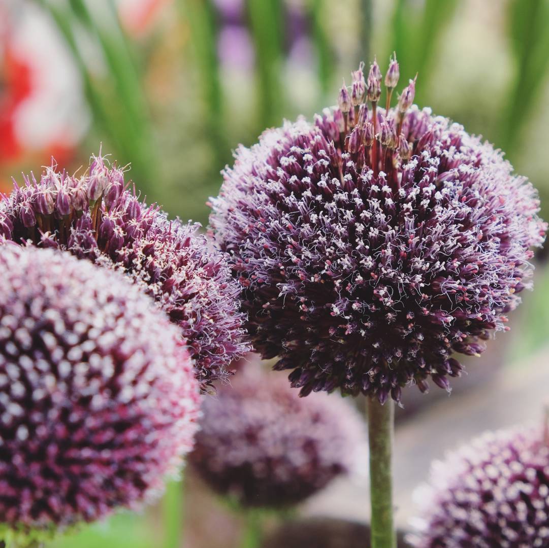 Allium Forelock