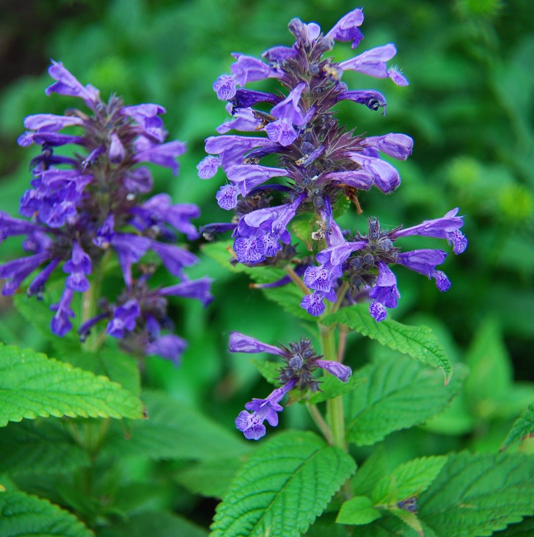 Nepeta Neptune