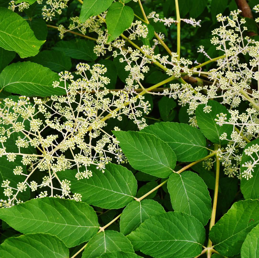 Sallatsaralia 