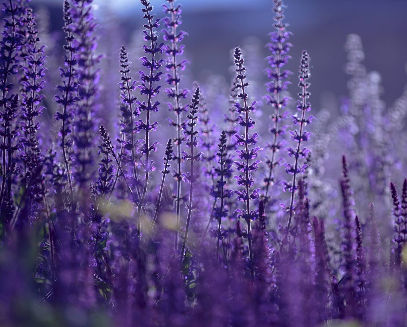 Stäppsalvia 