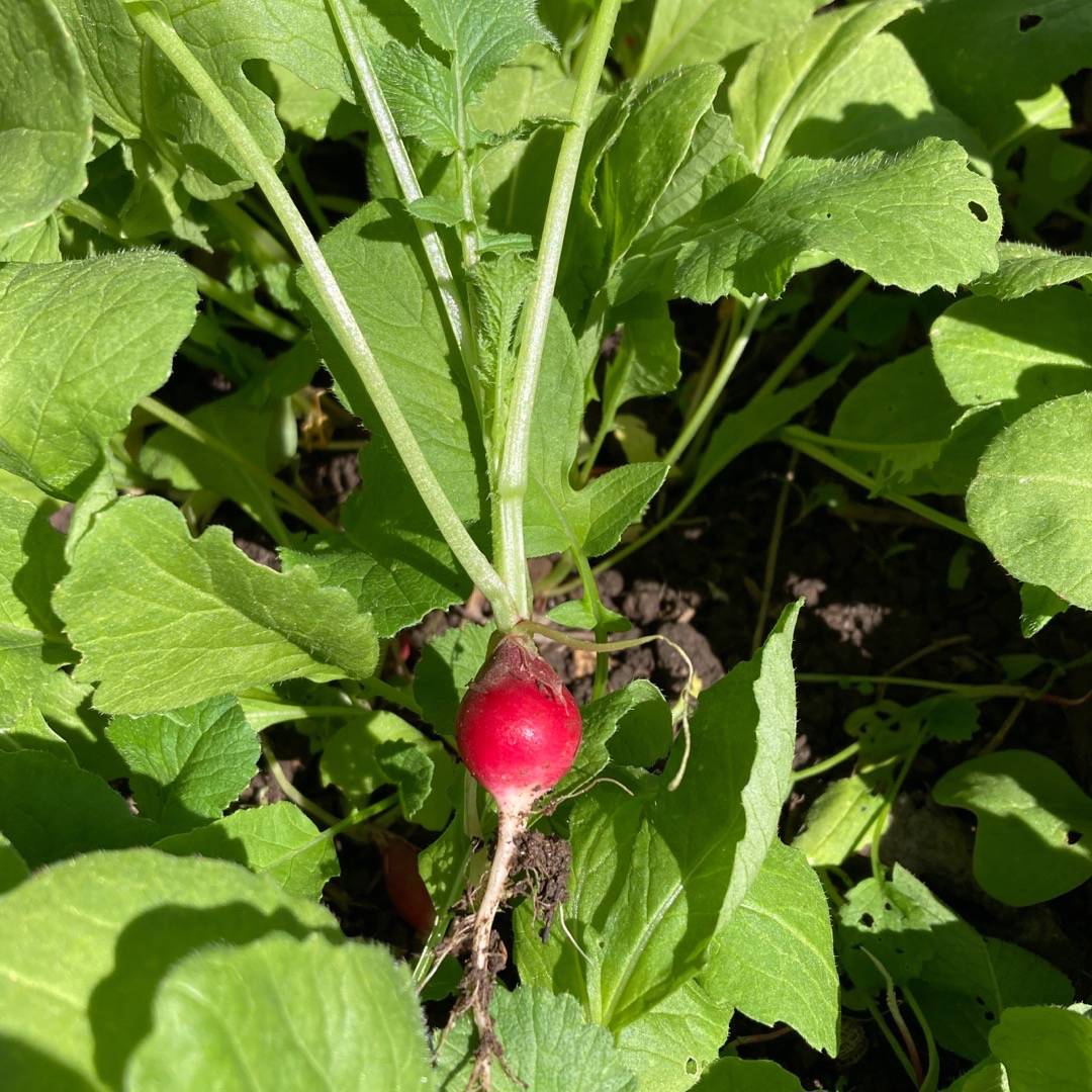 Oh!Garden - Rädisa Köbenhavns Torve 2