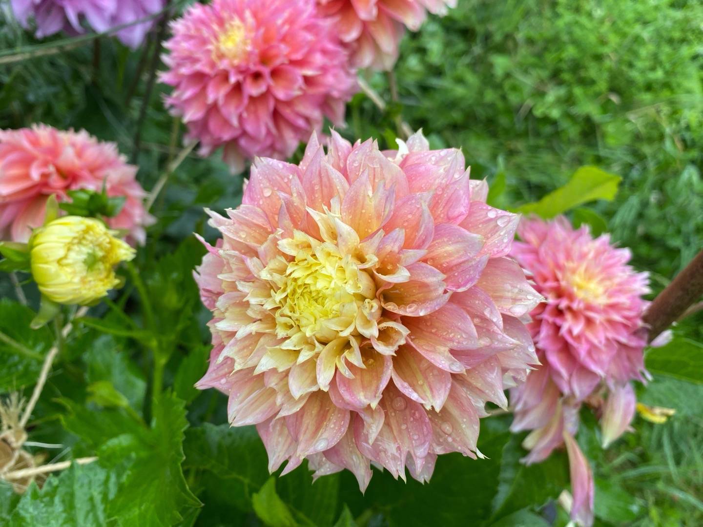Dahlia Kogane Fubuki