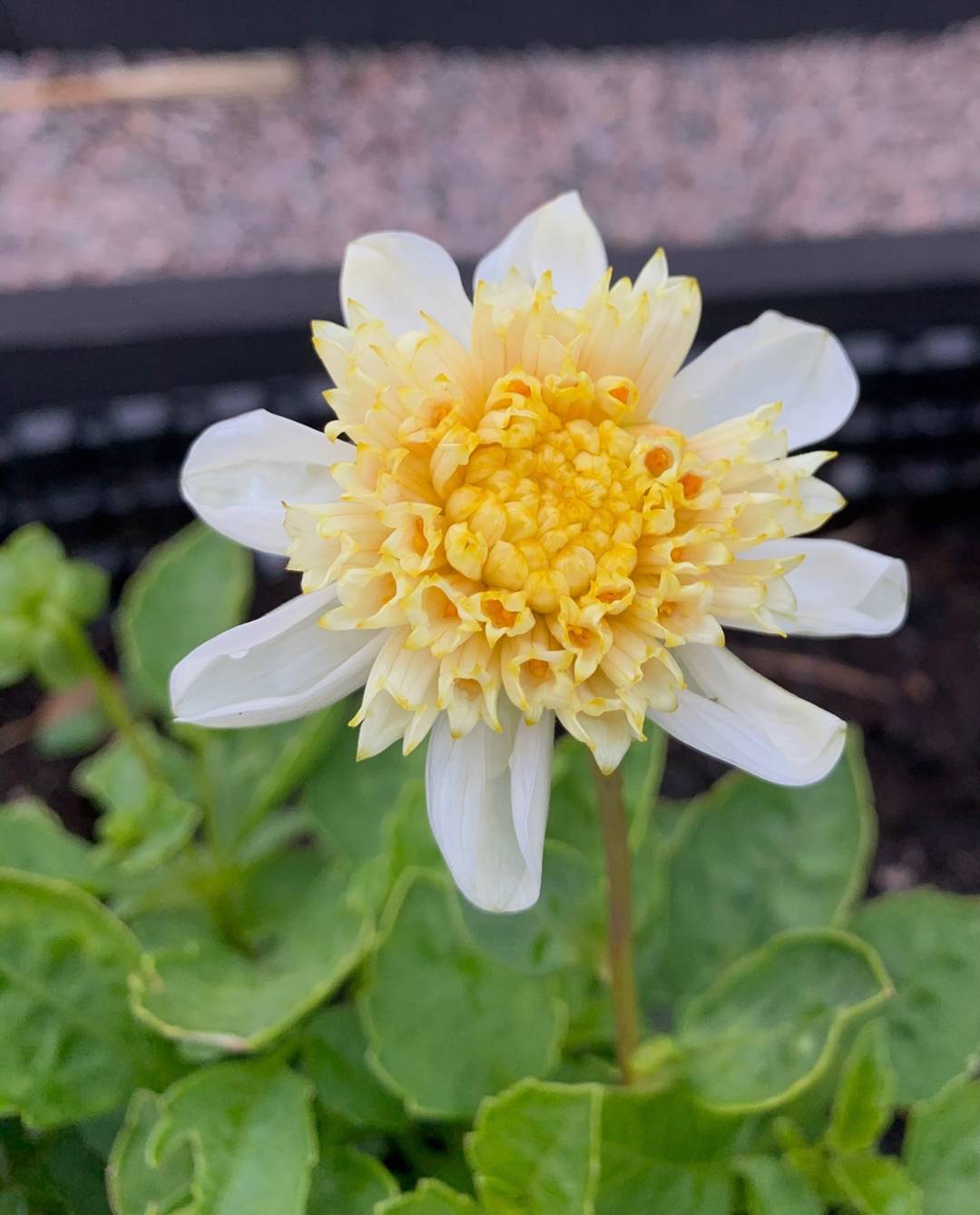 Dahlia Toto