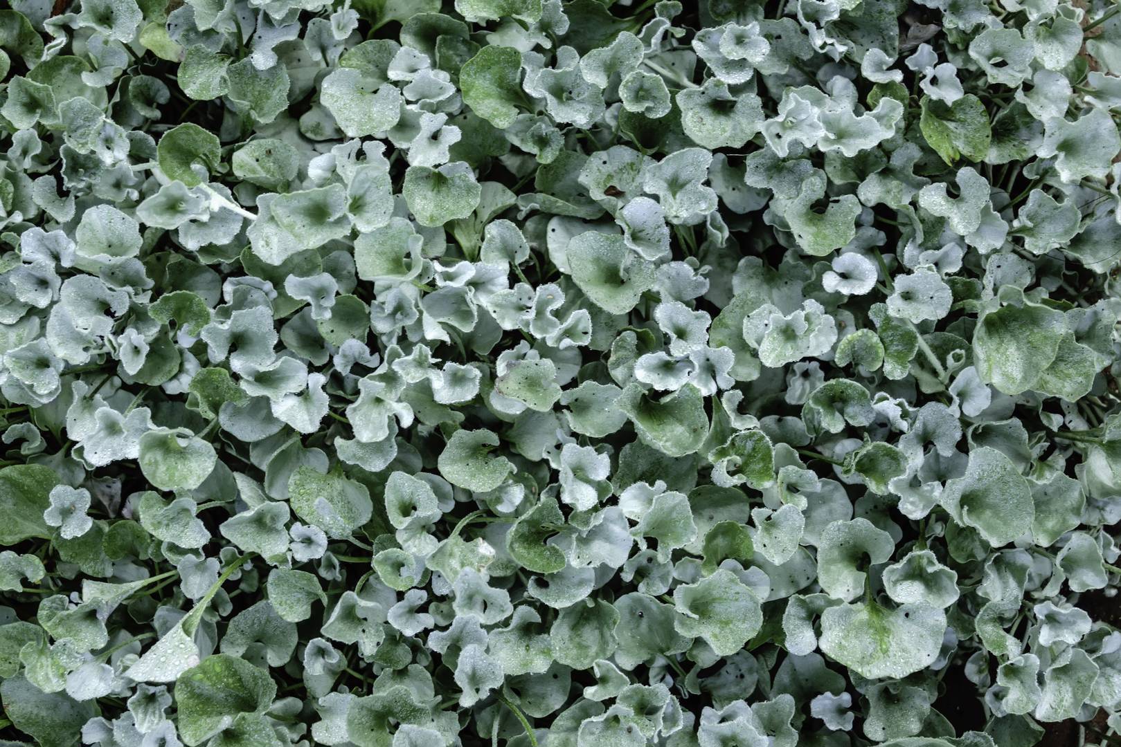 Silvernjurvinda 